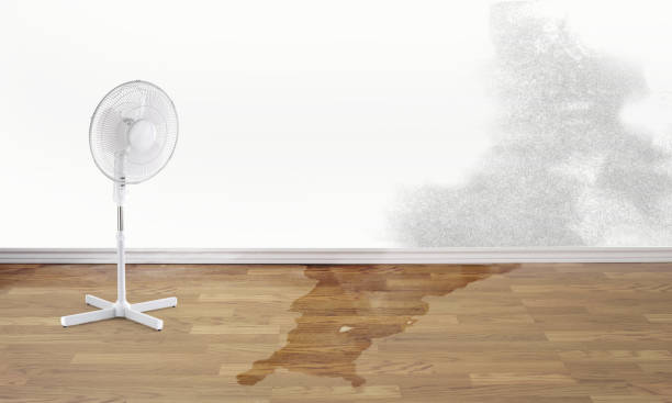 Best Basement water damage restoration  in Minden, LA